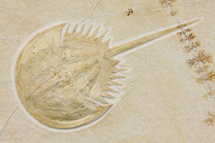 Horseshoe Crab (Mesolimulus) Fossil - Solnhofen Limestone #143779